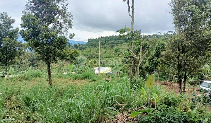 Tanah di jual Cijeruk SHM Boja farm Alima  7