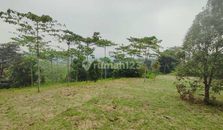 Tanah murah dijual cijeruk tajurhalang bogor Shm 1