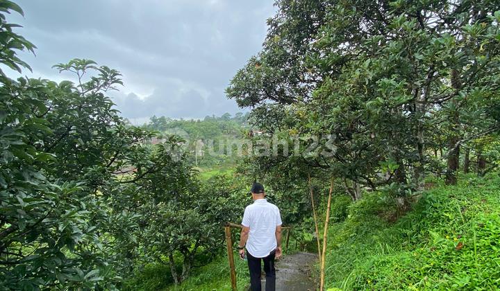 Cheap Durian Garden Land in Cijeruk Bogor with SHM