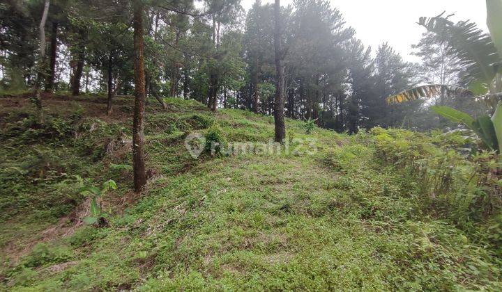 Tanah Di Gunung Pancar Sentul City Pohon Pinus 1