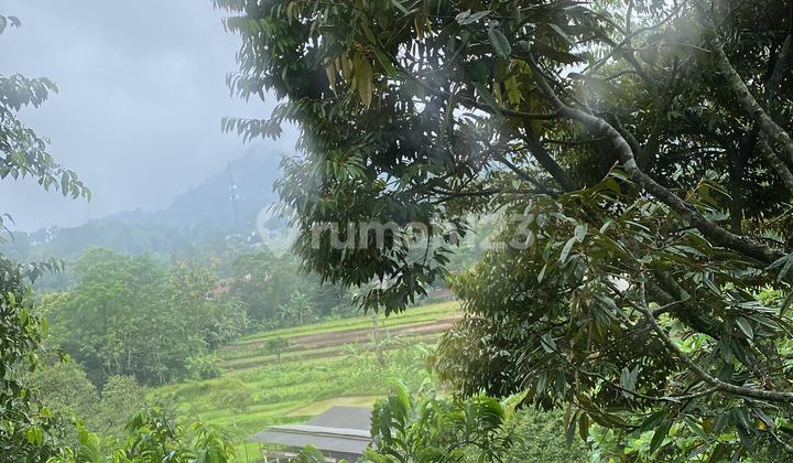 Cheap Durian Garden Land in Cijeruk Bogor with SHM
