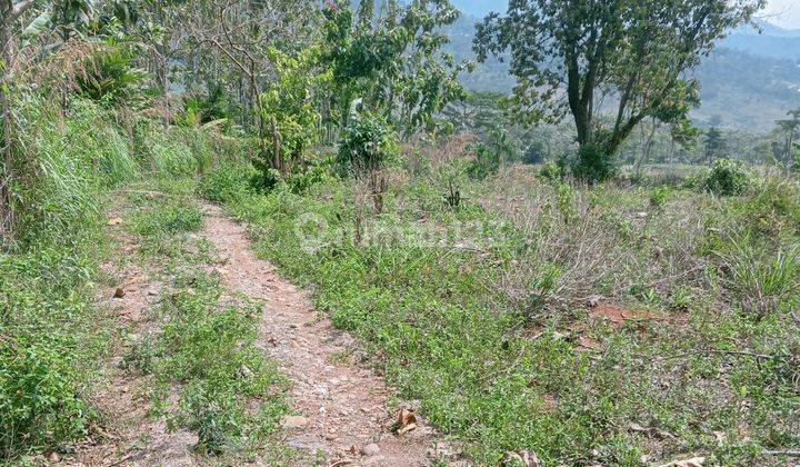 Tanah Murah Bogor Sukamakmur Tol Cibinong 1