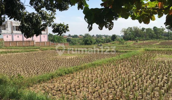 Tanah Pinggir Jalan Raya Cariu Jonggol Shm Tanah Pinggir Jalan Raya Cariu Jonggol Shm