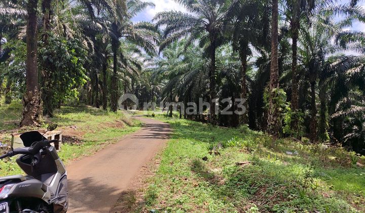 Tanah Murah Sukabumi Cikidang Shm Best View