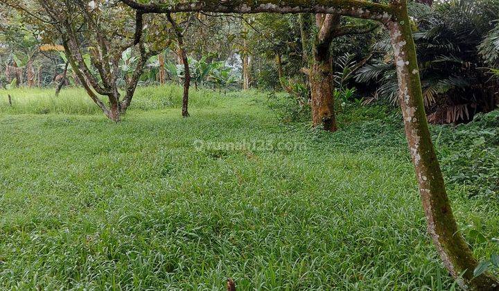 Kebun Durian Cocok Yg Mau Meneruskan 1