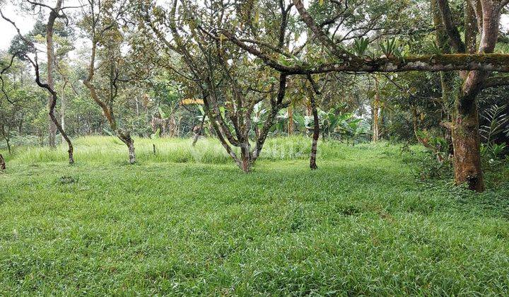 Kebun Durian Cocok Yg Mau Meneruskan 2