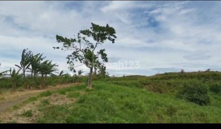 Lokasi cocok buat pertanian atau perekebunan  7