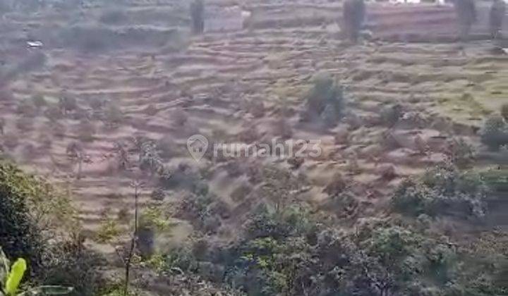 Kebun durian sudah mulai berbuah dengan parian pareasi 1