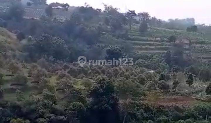 Kebun durian sudah mulai berbuah dengan parian pareasi 2