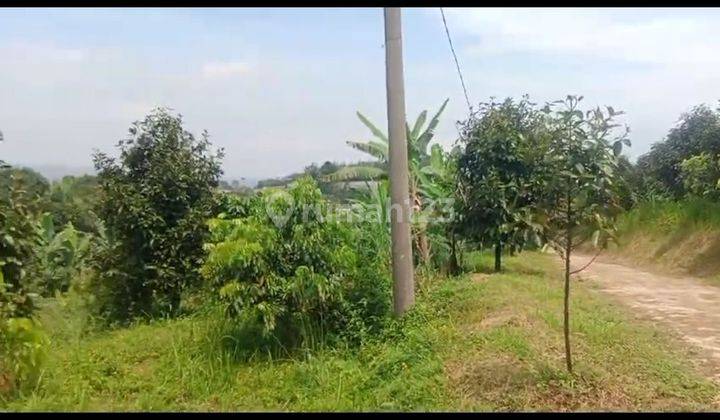 Lokasi pas buat villa dan buat peternakan ikan ada aliran air yg bersih 1