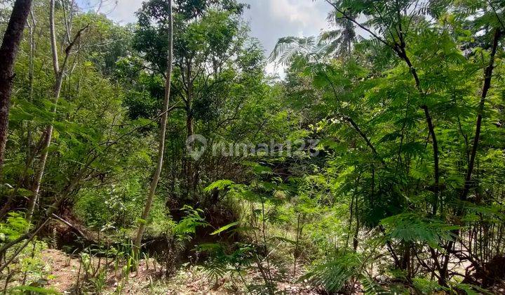 Tanah 9.343 m² Super Luas di Kawasan Asri Cangkringan, Sleman 2