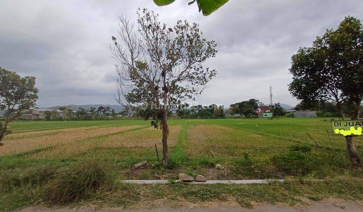 Tanah Sawah SHM 2.420 m² di Sleman Dekat Rsud Prambanan 1