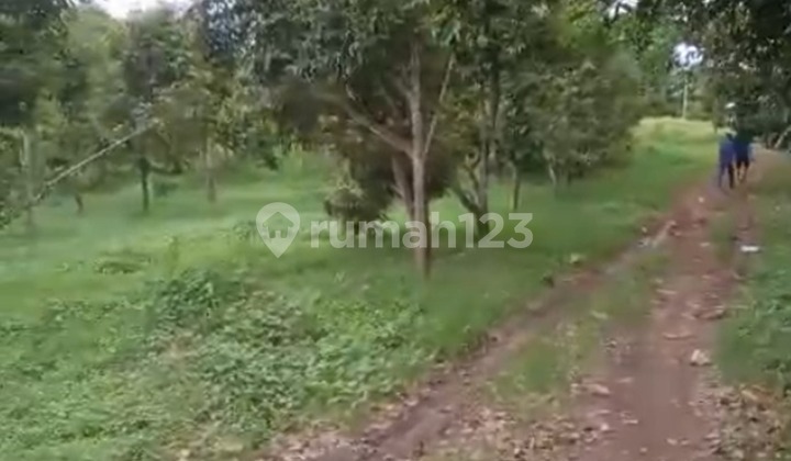 Dijual Kavling di Kota Serang Luas 10 Hektar dengan Banyak Pohon