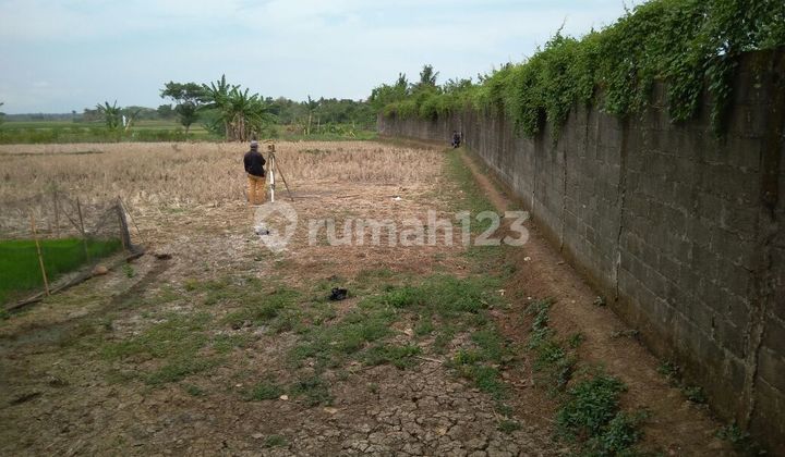 FOR SALE Plots in Rajeg Tangerang Area 1437 m2 &amp; 3537 m2