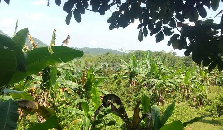 DIJUAL Kavling Kebun di Jasinga Bogor Barat Luas 16370 m2