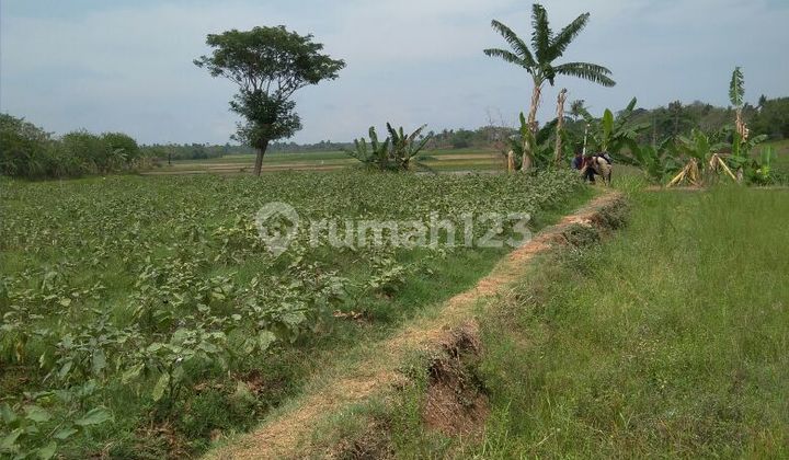 FOR SALE Plots in Rajeg Tangerang Area 1437 m2 &amp; 3537 m2