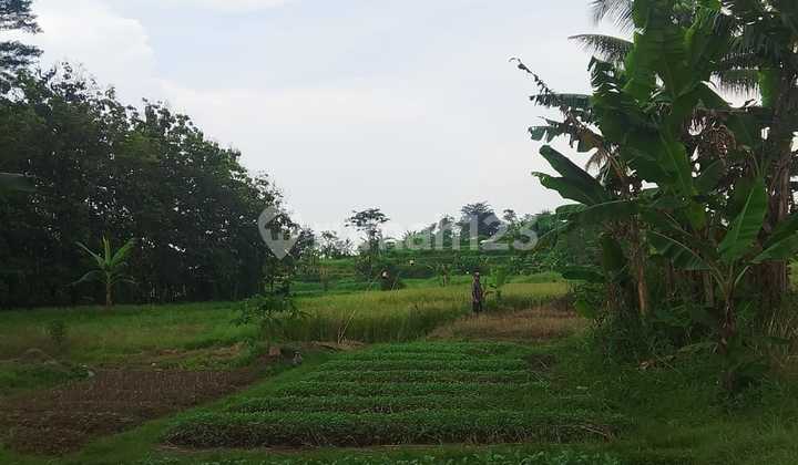 For Sale: Land in Cinangka, Ciampea District, Bogor Regency Area 1 Hectare For Sale: Land in Cinangka, Ciampea District, Bogor Regency Area 1 Hectare