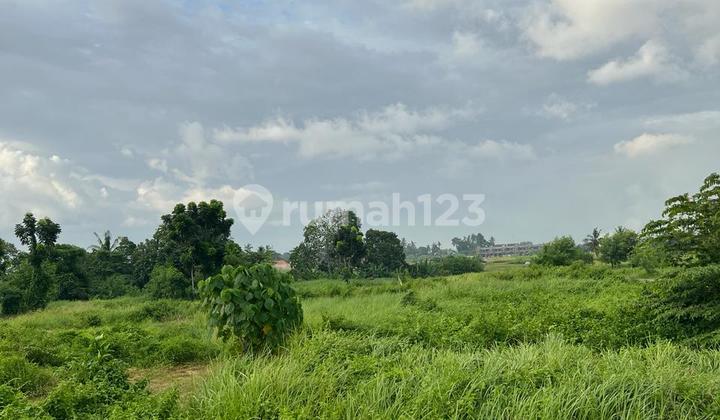 Premium land in Kedungu Tabanan, 400 meters from the beach Premium land in Kedungu Tabanan, 400 meters from the beach