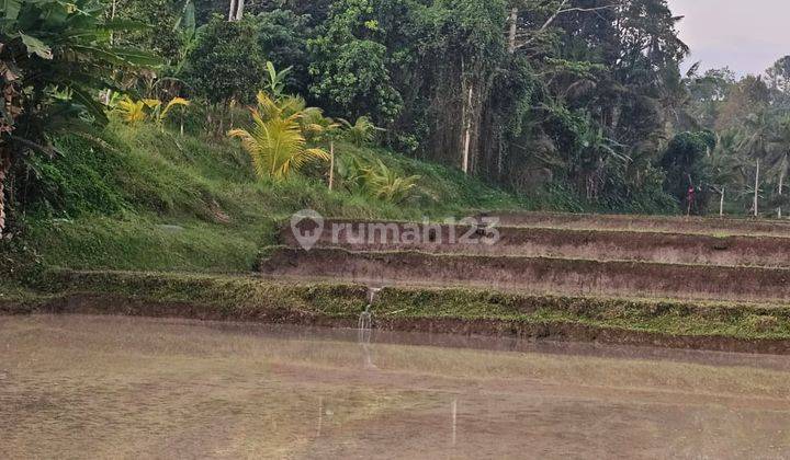 For Sale Immediately Freehold Land with Terraced Rice Field View 2