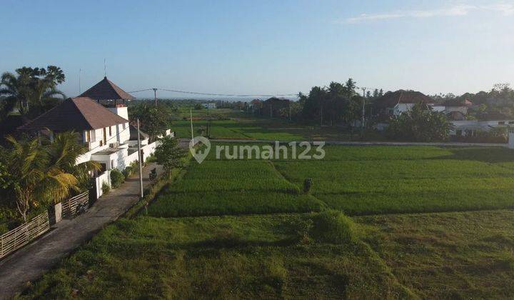 For Sale Immediately Special Land Surrounded by Rice Fields 2