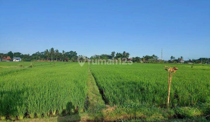 For Sale Immediately Special Land Surrounded by Rice Fields 1