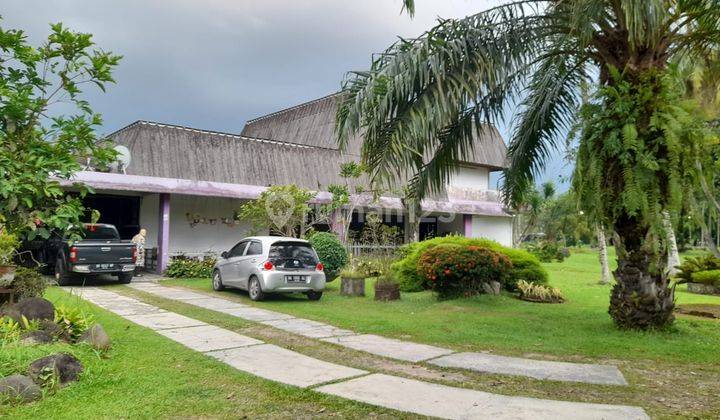 Di Jual Tanah Gratis Rumah Dan Kebun Sawit 1