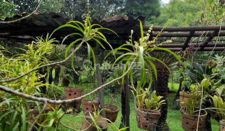 Di Jual Tanah Gratis Rumah Dan Kebun Sawit 3