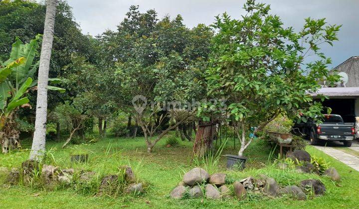 Di Jual Tanah Gratis Rumah Dan Kebun Sawit 8