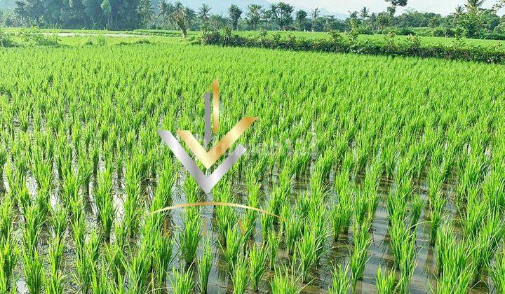 TANAH SAWAH LUAS UNTUK PERTANIAN ATAU PERKEBUNAN (Bfrl)
