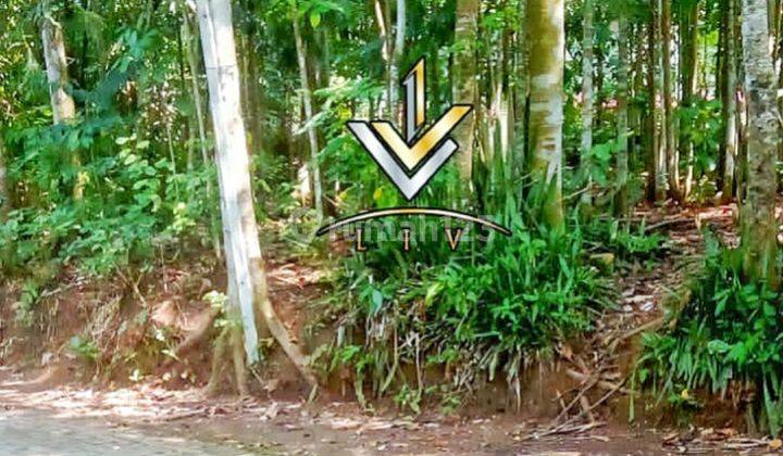 TANAH LUAS UNTUK KEBUN DI DAERAH PANTI (Yus) 1
