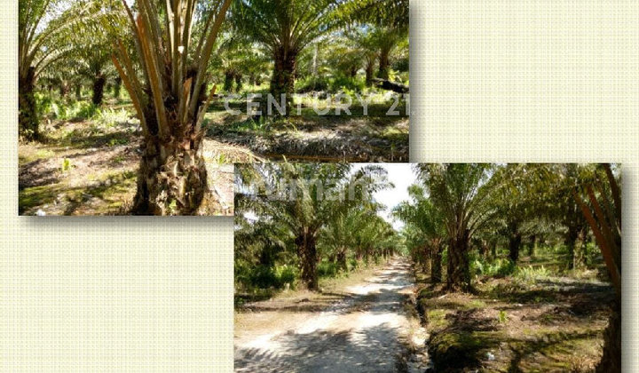 Perkebunan Sawit Produktif Luas 2085 Hektar di Sambas Kal-Bar