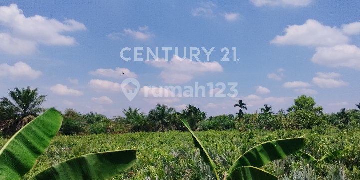 LAND ON JL. OCTOBER 28, 50 Meters From MAIN ROAD LAND ON JL. OCTOBER 28, 50 Meters From MAIN ROAD