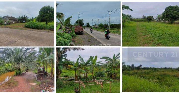 Tanah Cocok Untuk Pabrik Dan Pertanian Jl. Tanjung Siapi - Api  2