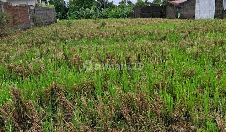 Tanah 40 Are Buduk, Canggu -sertifikat Hak Milik  2