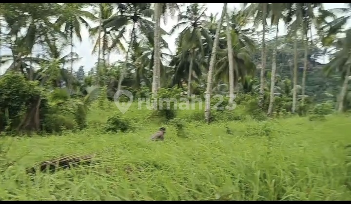 For Rent 8 Hectare Land with SHM in Abiansemal...... For Rent 8 Hectare Land with SHM in Abiansemal......