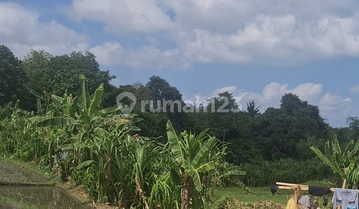 For Rent 29 Are SHM Land in Tumbak Bayuh