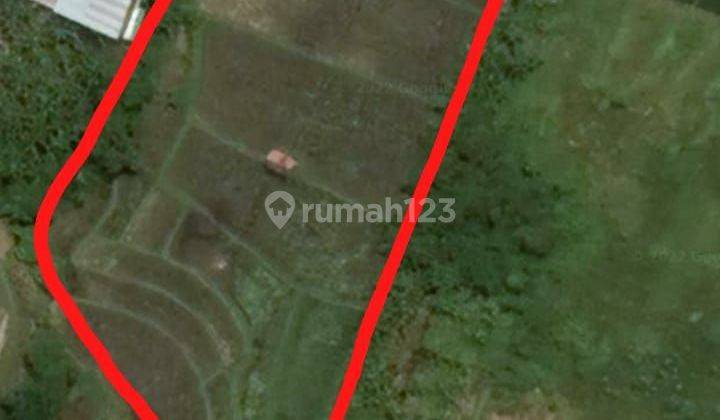 Tanah premium raya Canggu 40 are sudah banyak bangunan disebelahnya 2