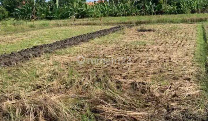 Tanah 20 are lokasi munggu 3 menit dari pantai seseh 2