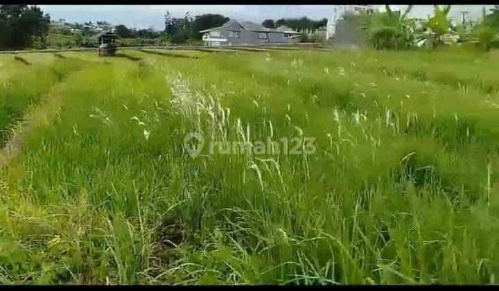 Tanah di Berawa 10 are dan 14 are view paddy 1