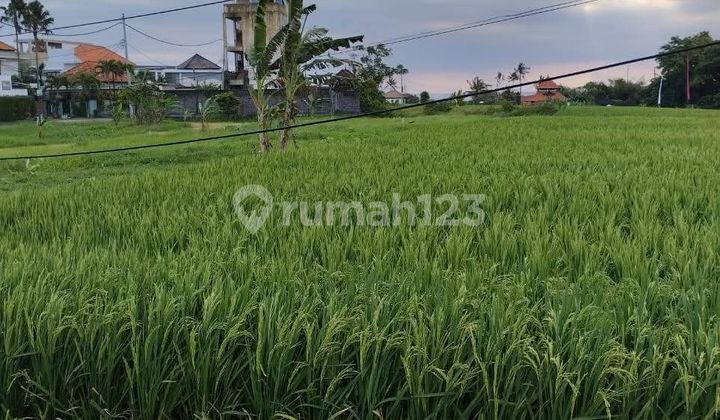 For Rent 16 Are Land with SHM in Cemagi - Beach For Rent 16 Are Land with SHM in Cemagi - Beach