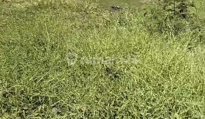 Disewakan Tanah 19 Are SHM di Canggu - Tanah Barak