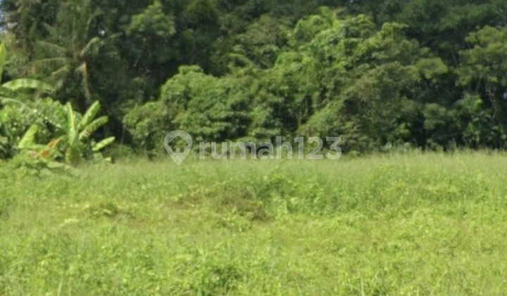 For Rent 30 Are SHM Land in Kaba Kaba.. For Rent 30 Are SHM Land in Kaba Kaba..