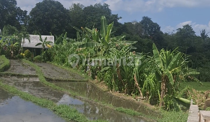 For Rent 29 Are SHM Land in Tumbak Bayuh