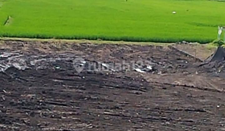 Disewakan Tanah 12 Are Shm Di Cepaka- Bebengan Disewakan Tanah 12 Are Shm Di Cepaka- Bebengan