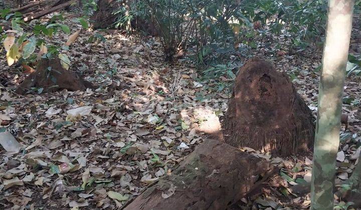Tanah 30 Are Di Buwit Los Sungai Zona Kuning 2