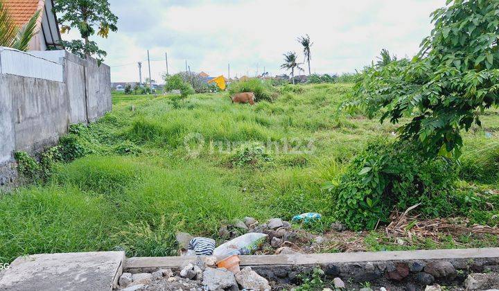 Land for rent 10 are SHM Abasan Berawa 2