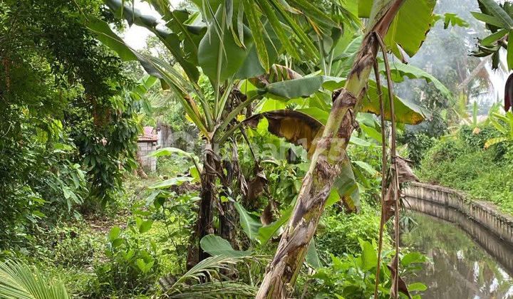 Disewakan Tanah 6 Are Shm Kaba-kaba......