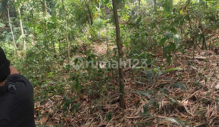 Disewakan Tanah 9 Are Shm Di Buwit Los Sungai