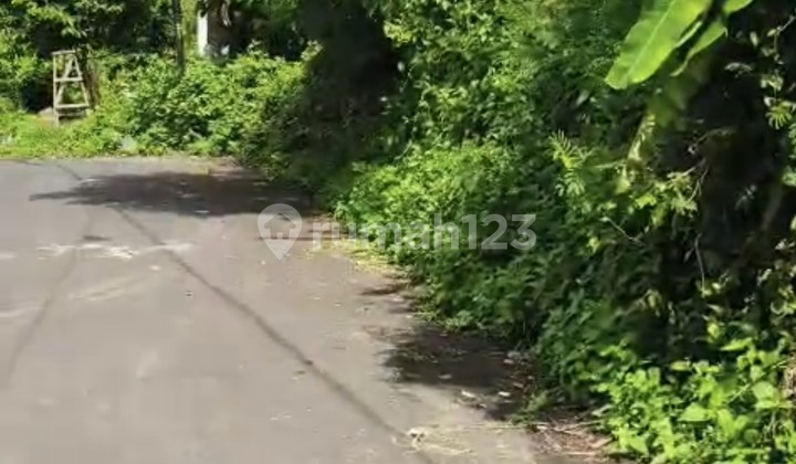 Disewakan Tanah 4 Are.shm di Buduk....... Disewakan Tanah 4 Are.shm di Buduk.......