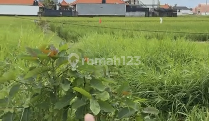 Disewakan Tanah 2.75 Are SHM di Seseh....